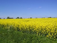 DCP 0007  Rapsfelder so weit das Auge reicht
